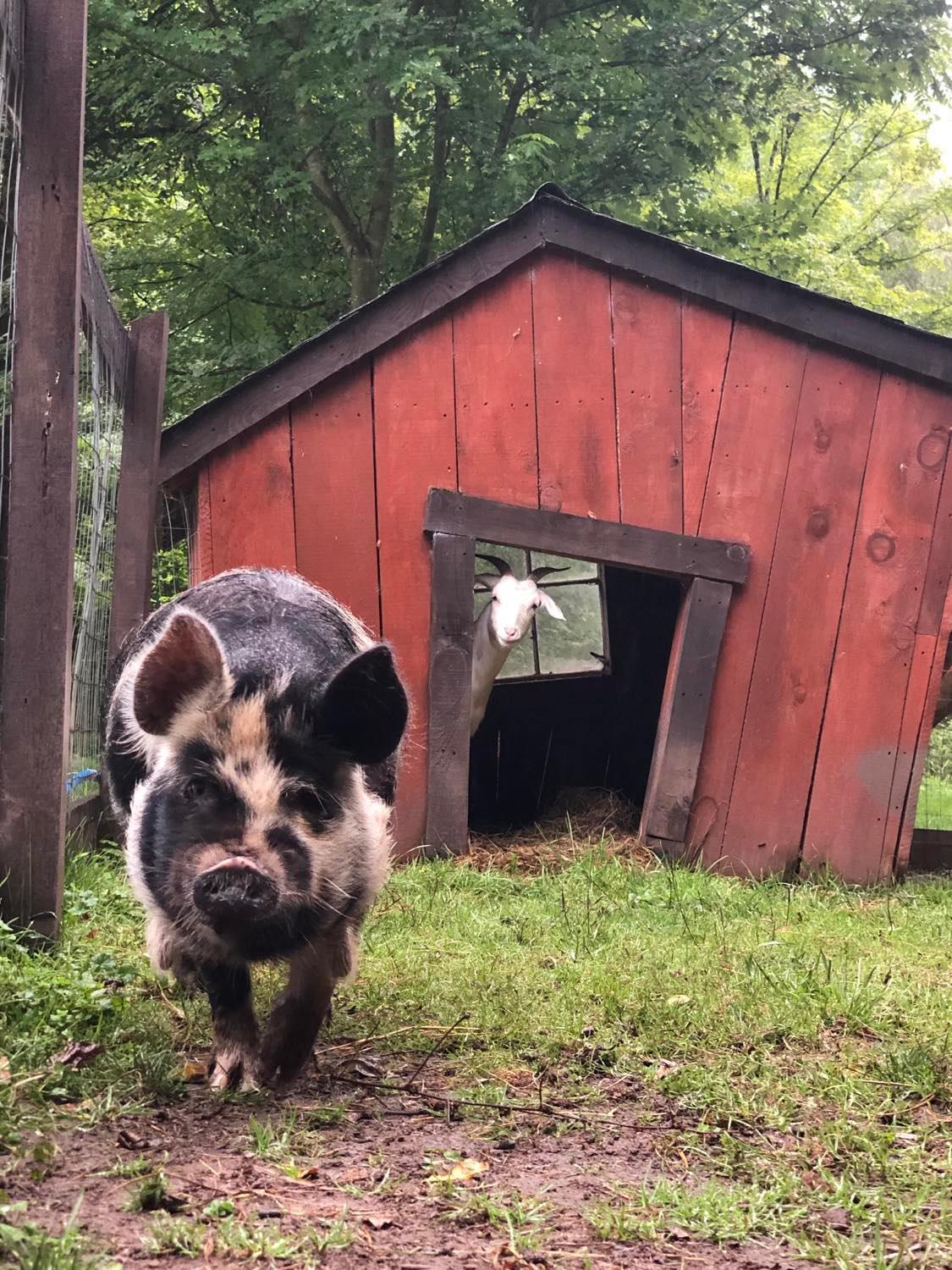 Вилла The Renovated Barn At Seneca Rocks Экстерьер фото
