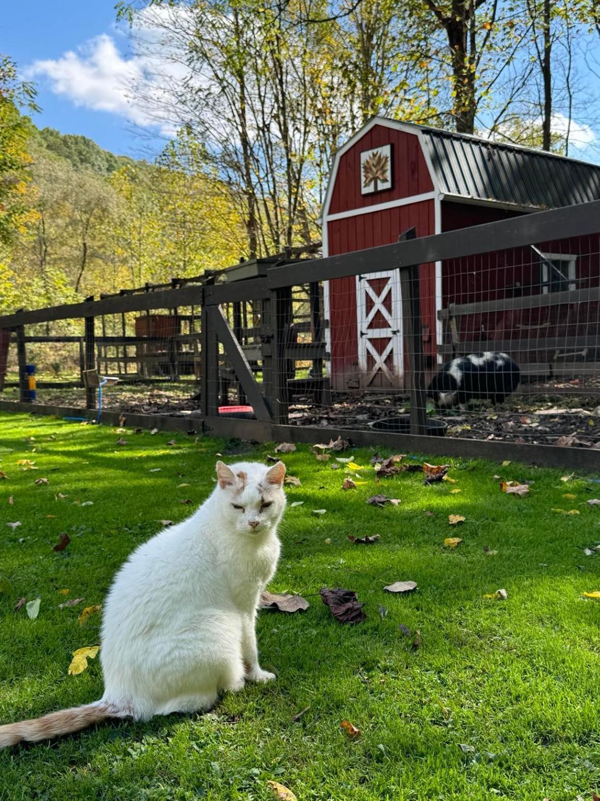 Вилла The Renovated Barn At Seneca Rocks Экстерьер фото